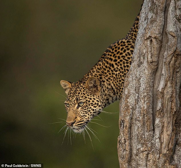 Un leopardo en Kenia hace que un león deje su árbol... y haga caca en él - Newsfeeds