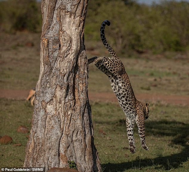 Un leopardo en Kenia hace que un león deje su árbol... y haga caca en él - Newsfeeds