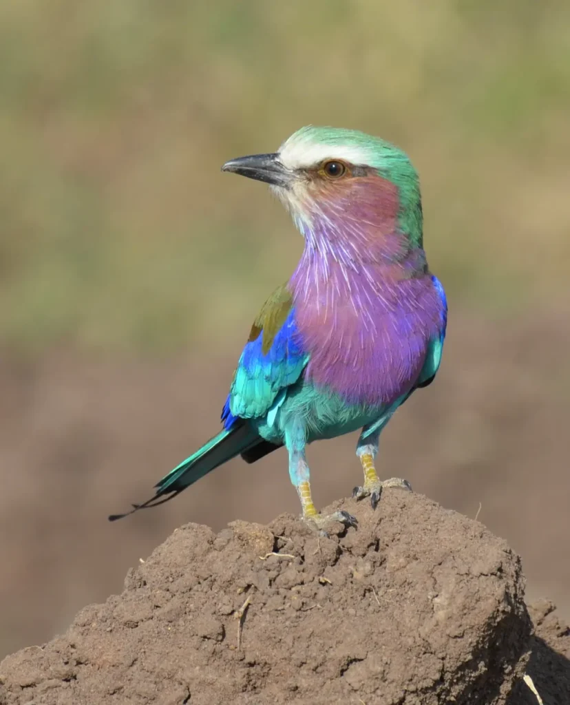 Lilac-breasted Roller 10