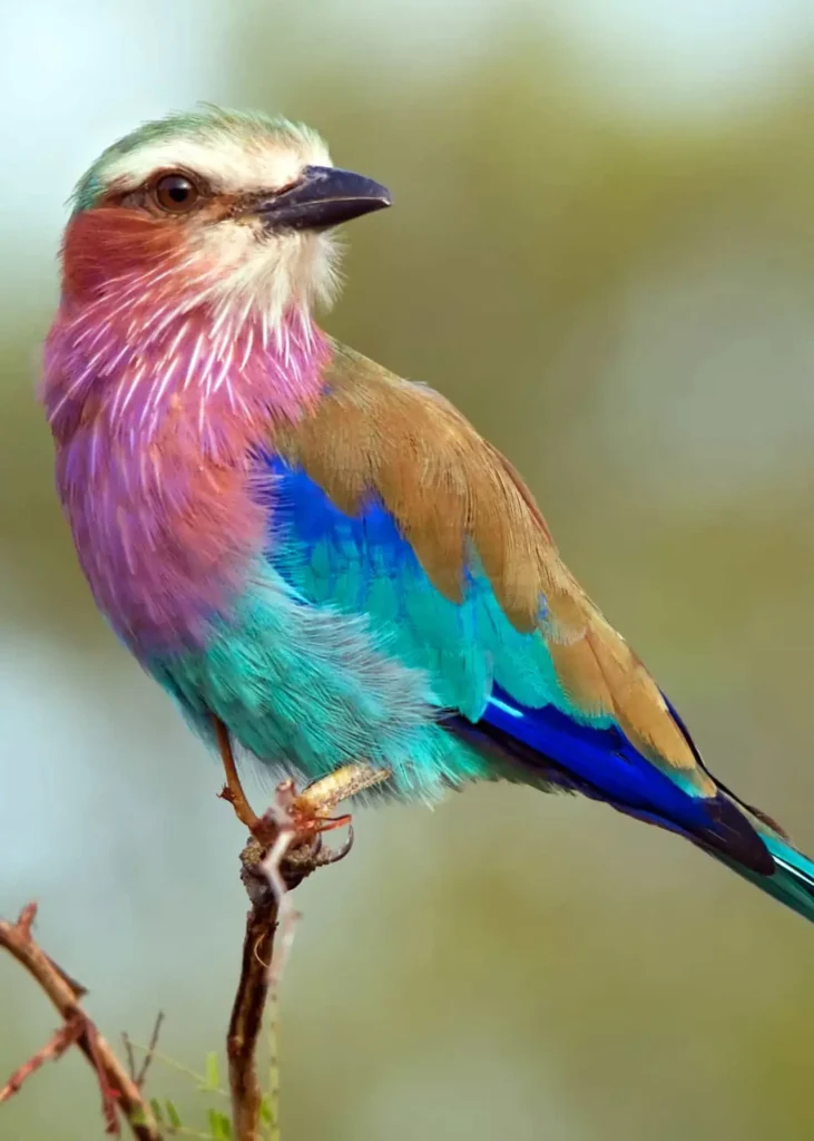 Lilac-breasted Roller 14