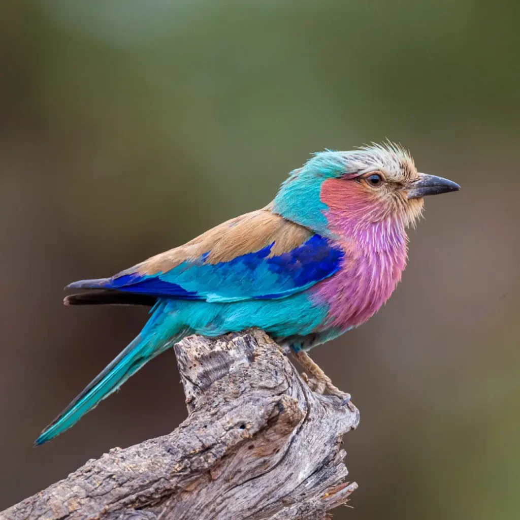 Lilac-breasted Roller 17