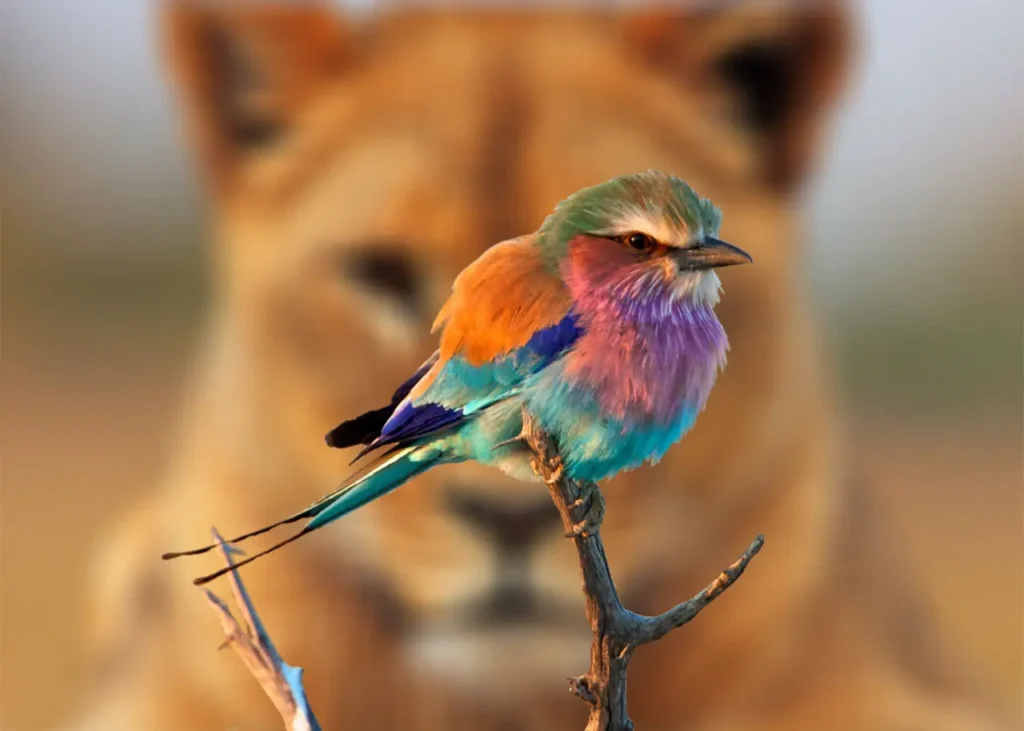 Lilac-breasted Roller 18