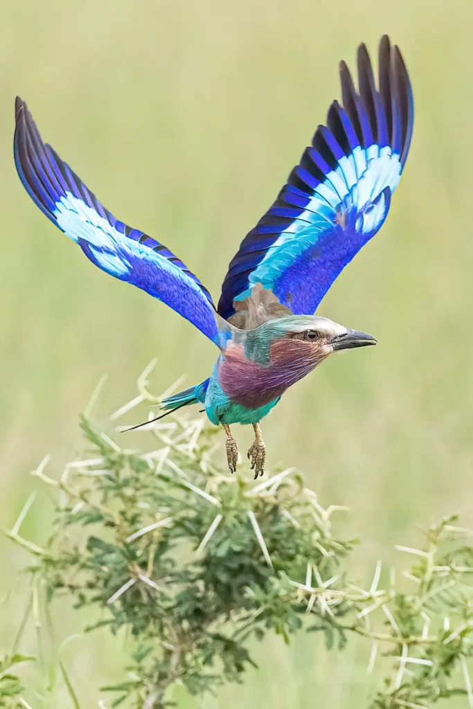 Lilac-breasted Roller 25