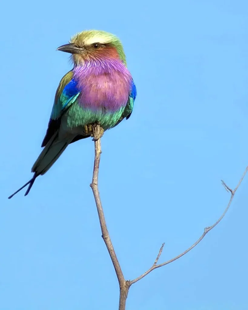 Lilac-breasted Roller 27