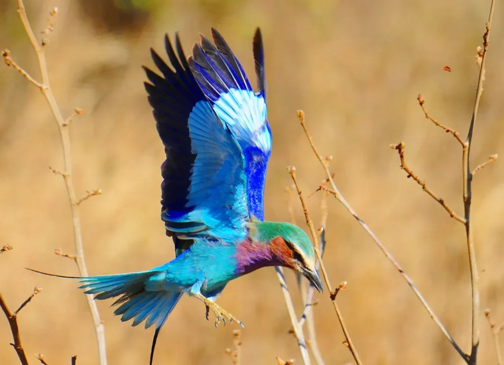 Lilac-breasted Roller 28