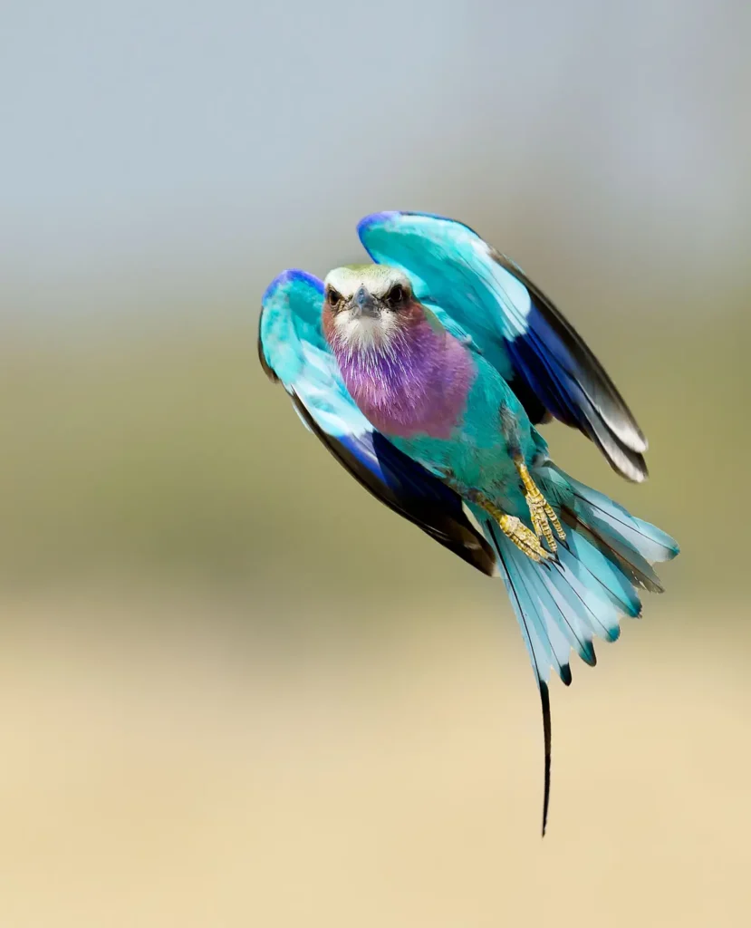 Lilac-breasted Roller 29