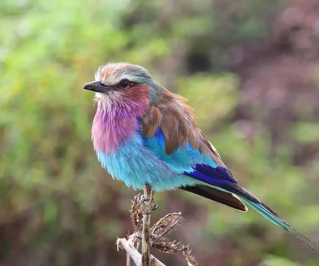 Lilac-breasted Roller 30