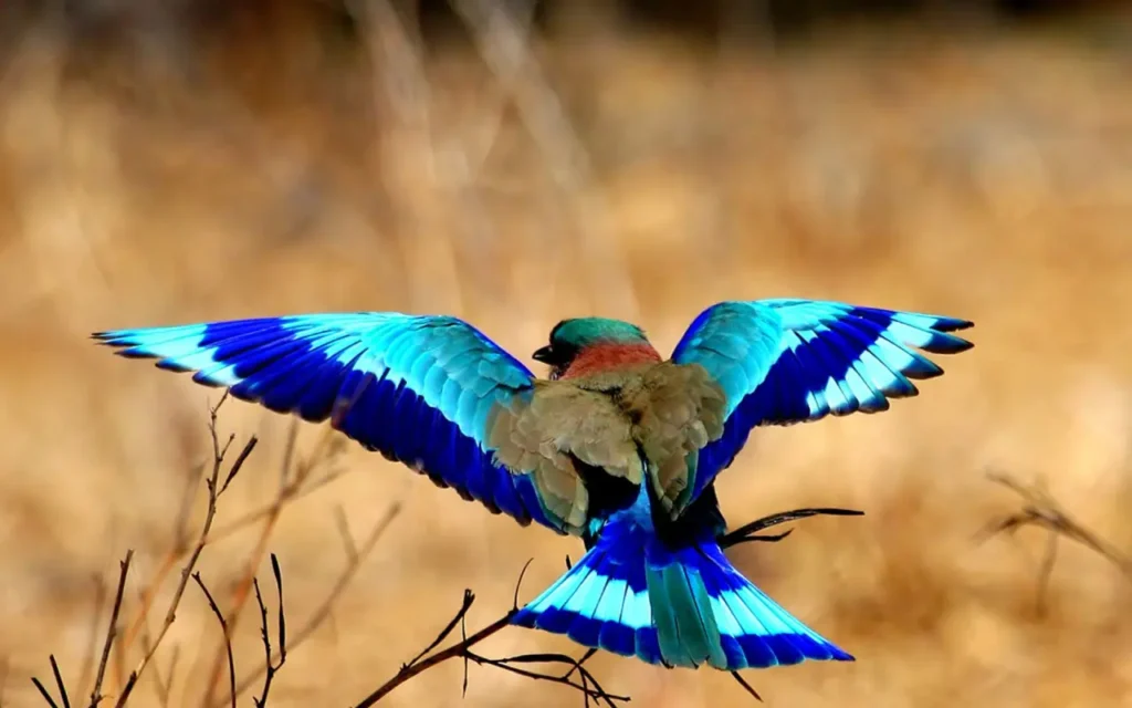 Lilac-breasted Roller 31