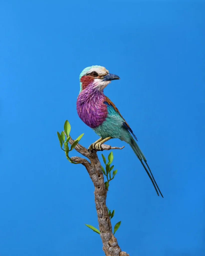 Lilac-breasted Roller 32