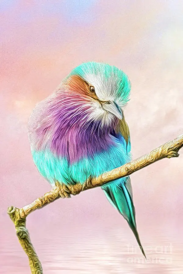 Lilac-breasted Roller 6