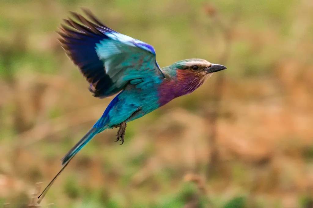 Lilac-breasted Roller 8