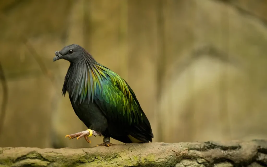 Nicobar Pigeon 1