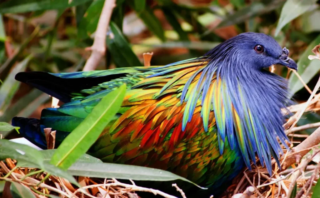 Nicobar Pigeon 10