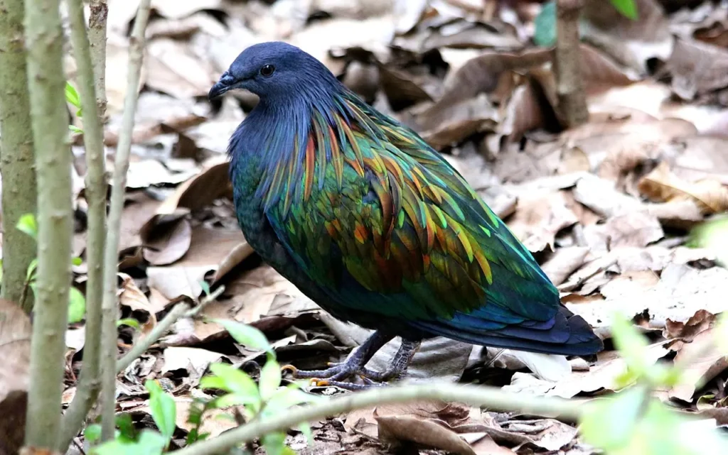 Nicobar Pigeon 11