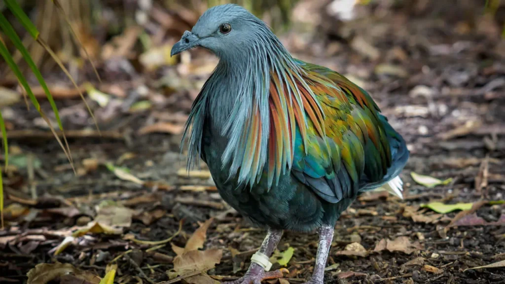 Nicobar Pigeon 12