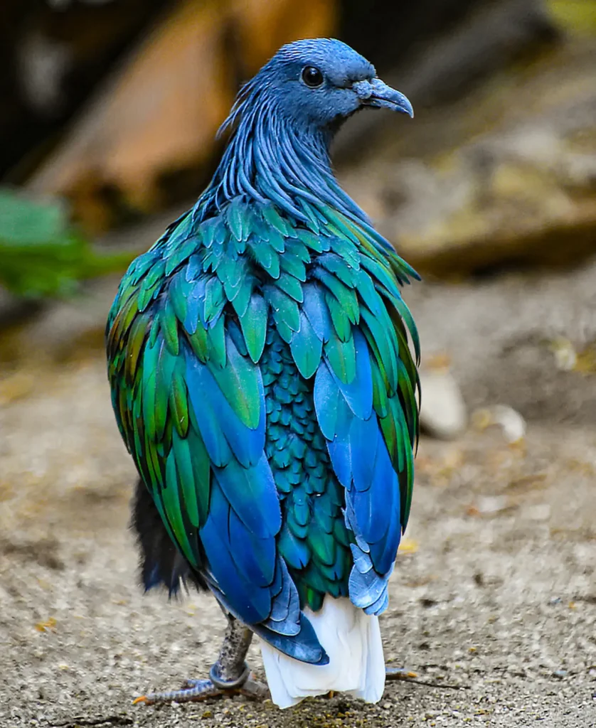 Nicobar Pigeon 13