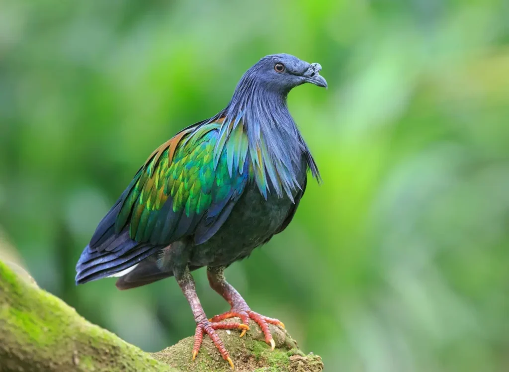 Nicobar Pigeon 14