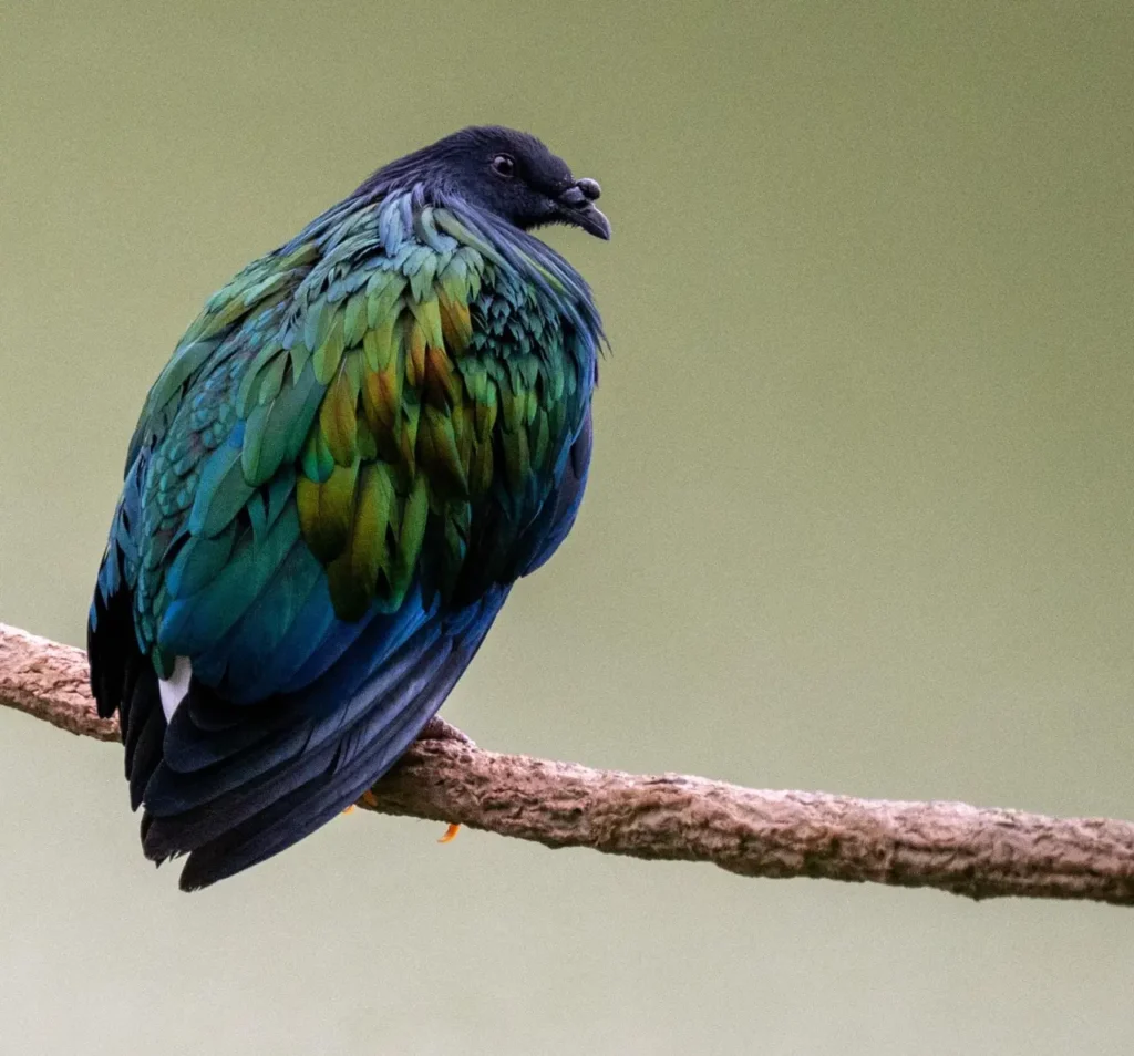 Nicobar Pigeon 15