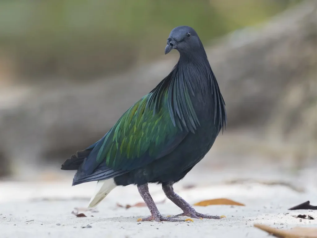 Nicobar Pigeon 16