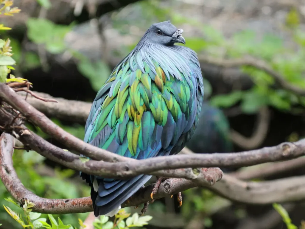 Nicobar Pigeon 17