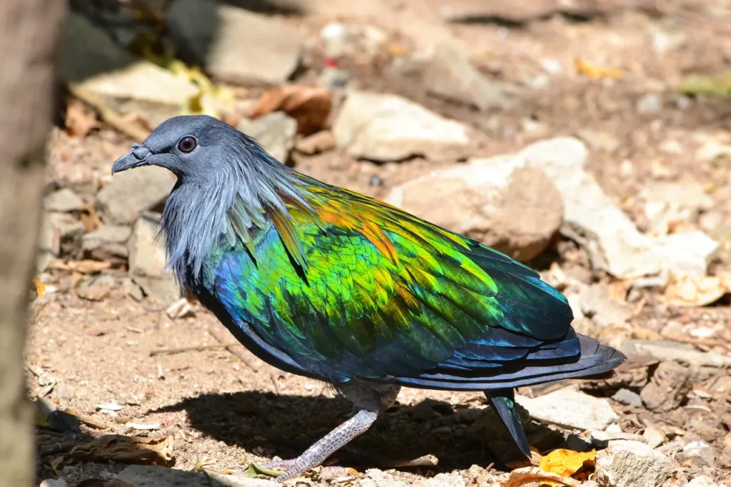 Nicobar Pigeon 18