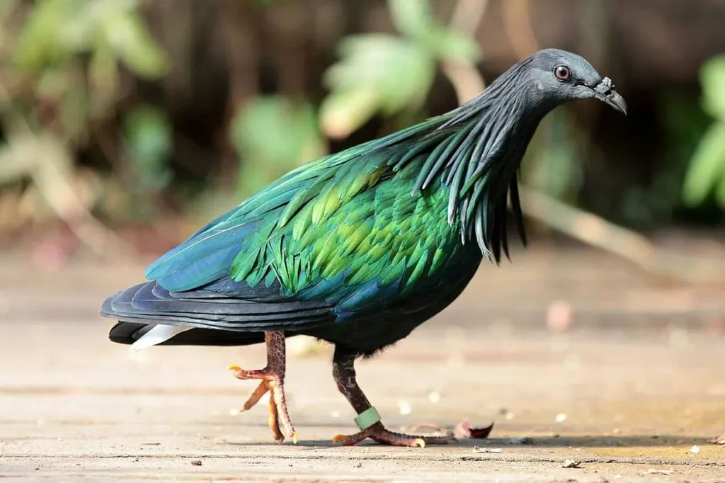 Nicobar Pigeon 19