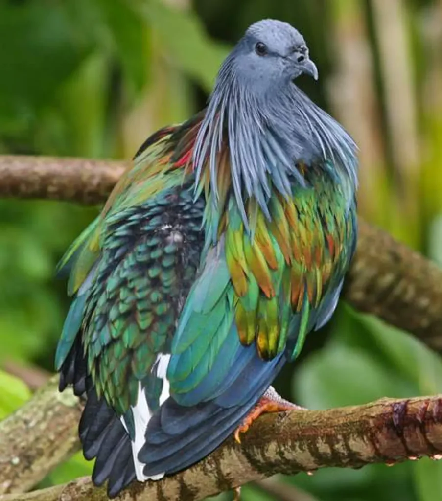 Nicobar Pigeon 3