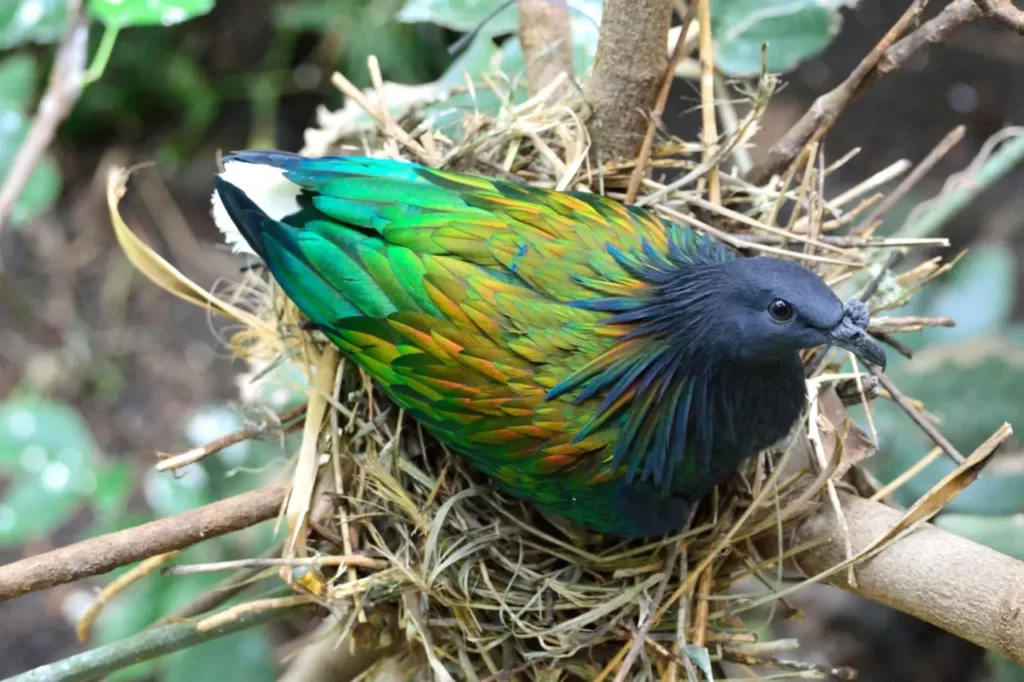 Nicobar Pigeon 4