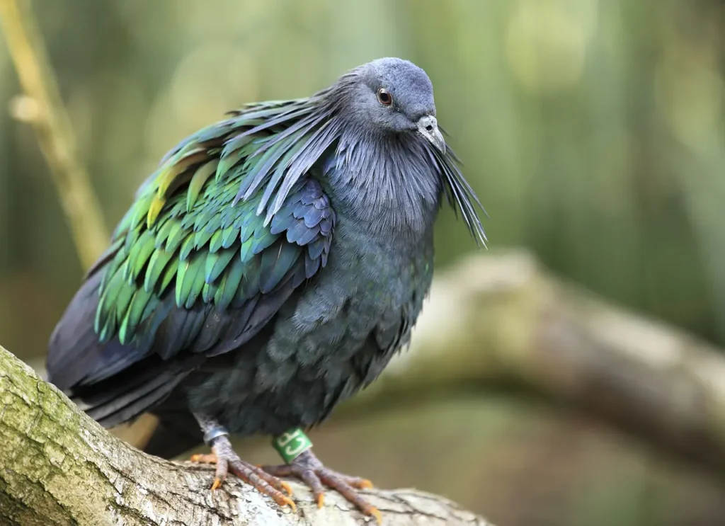 Nicobar Pigeon 5