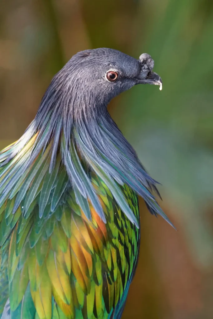 Nicobar Pigeon 6