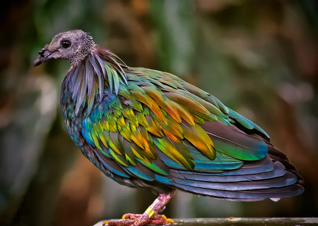 Nicobar Pigeon 7