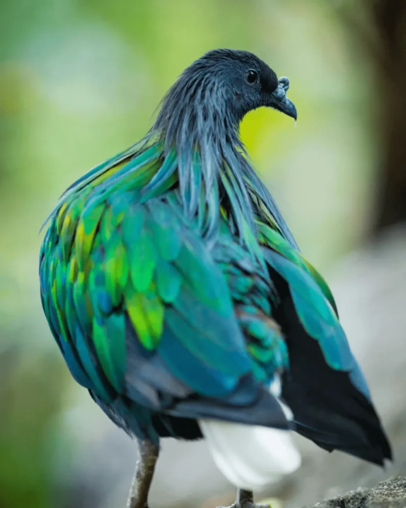 Nicobar Pigeon 8