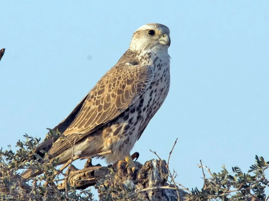 Saker Falcon 1