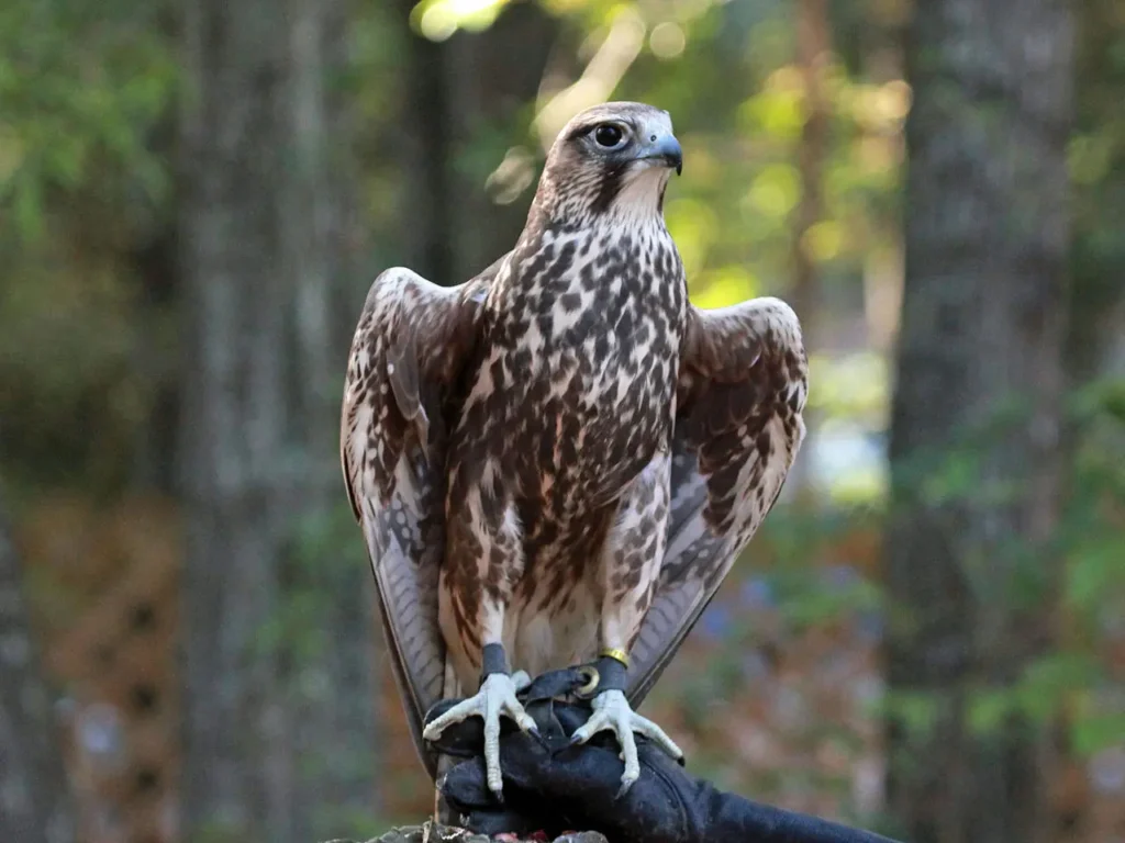 Saker Falcon 11