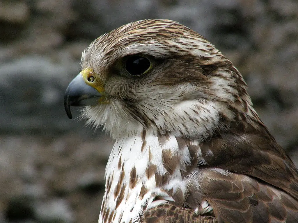 Saker Falcon 12