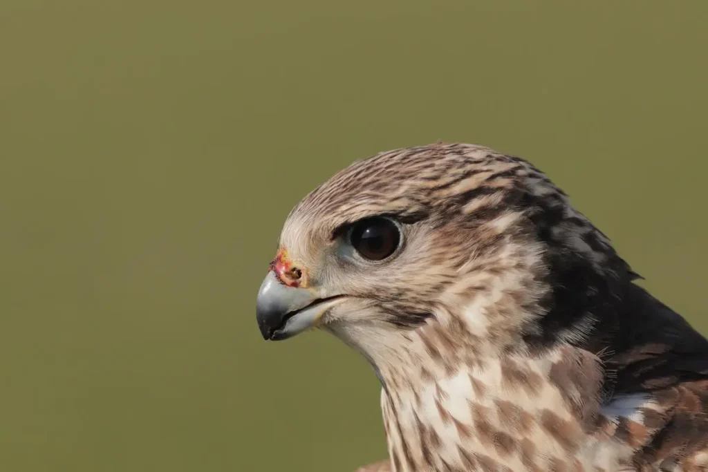 Saker Falcon 16