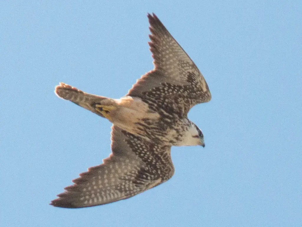 Saker Falcon 17