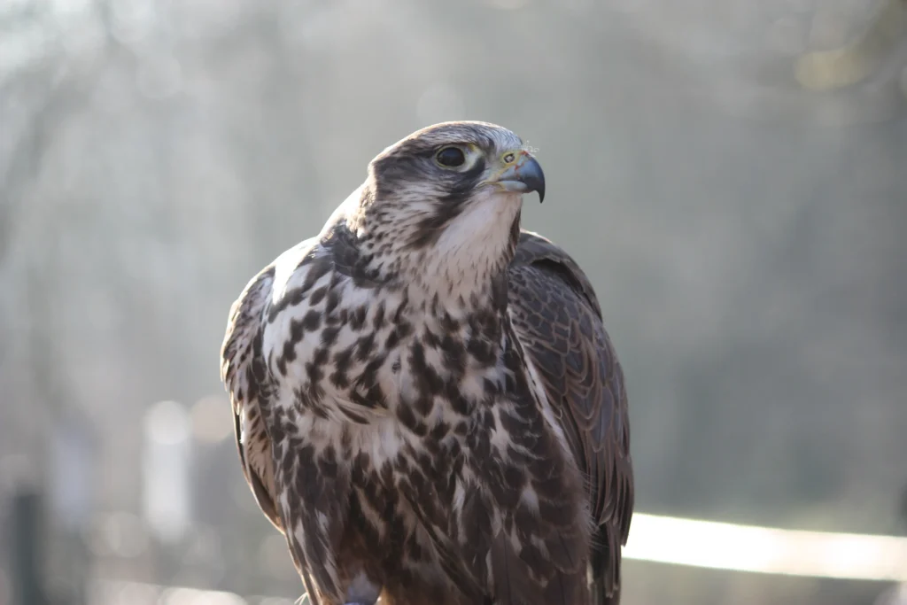 Saker Falcon 19