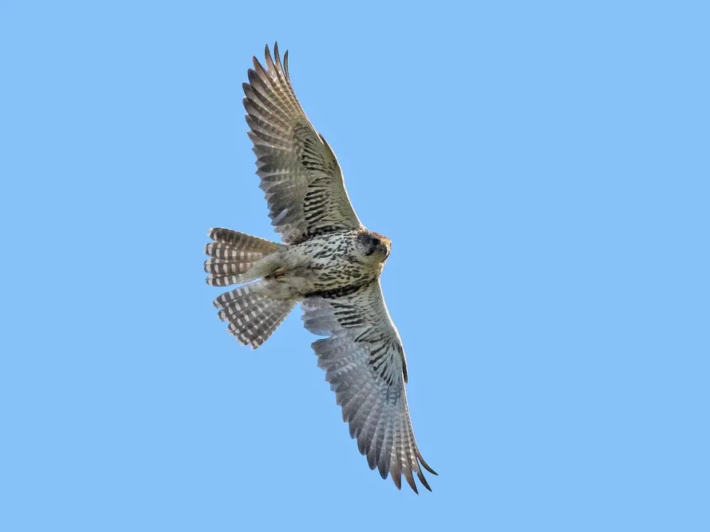 Saker Falcon 2