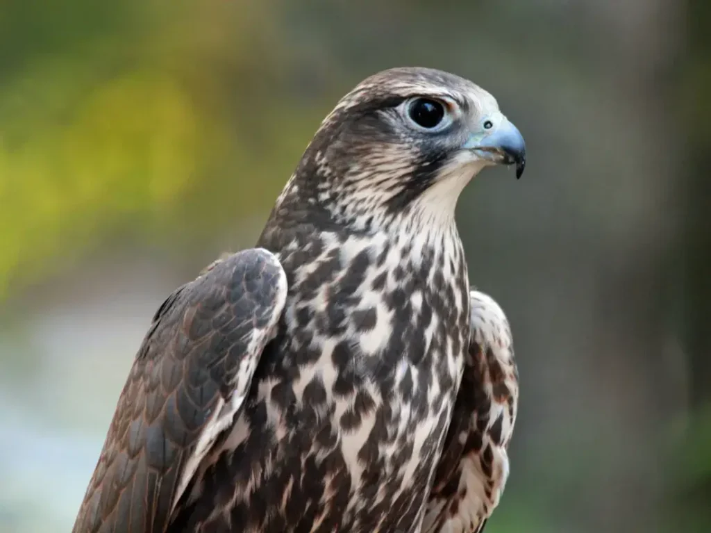 Saker Falcon 4