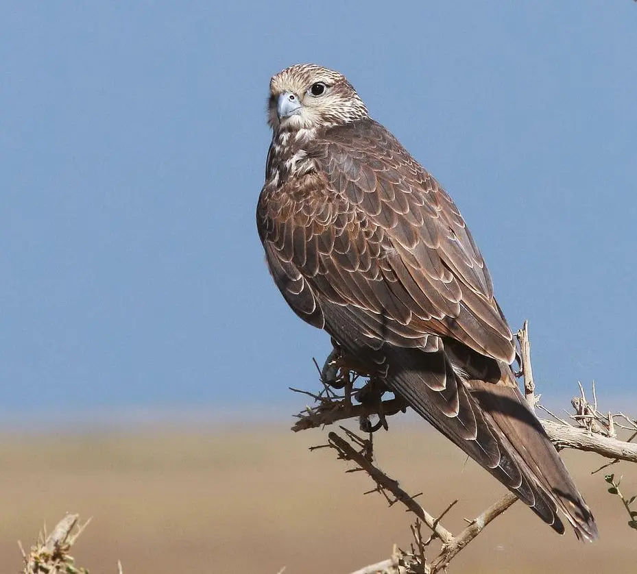 Saker Falcon 7