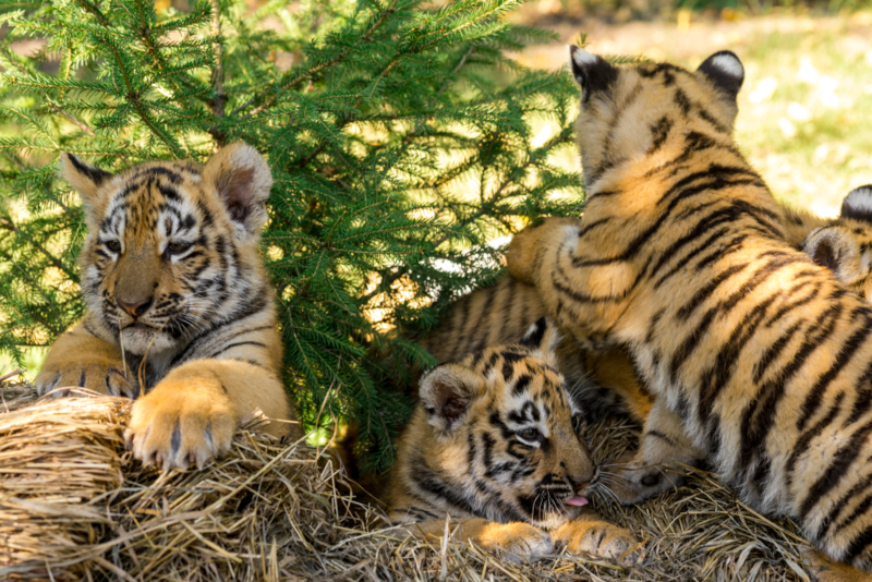 A Golden Retriever's Heartwarming Journey Raising 3 Wild Tiger Cubs ...