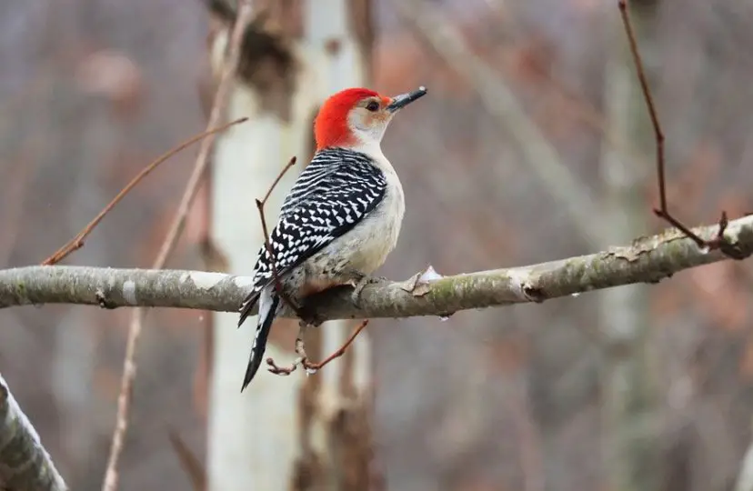 "Pájaros carpinteros