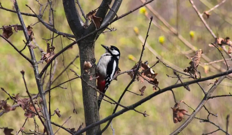 "Pájaros carpinteros