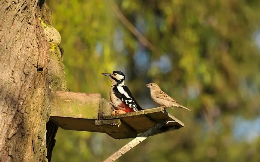 "Pájaros carpinteros