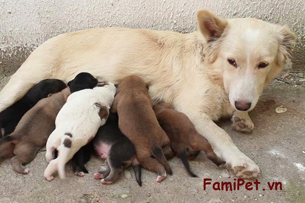 Cách Chăm Sóc Chó Mẹ Sau Sinh Famipet.vn