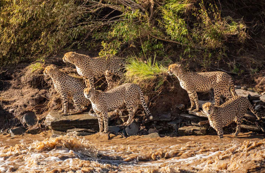 Photographers Get To Witness 5 Cheetahs Crossing A Flooded River Infested With Crocodiles | Bored Panda