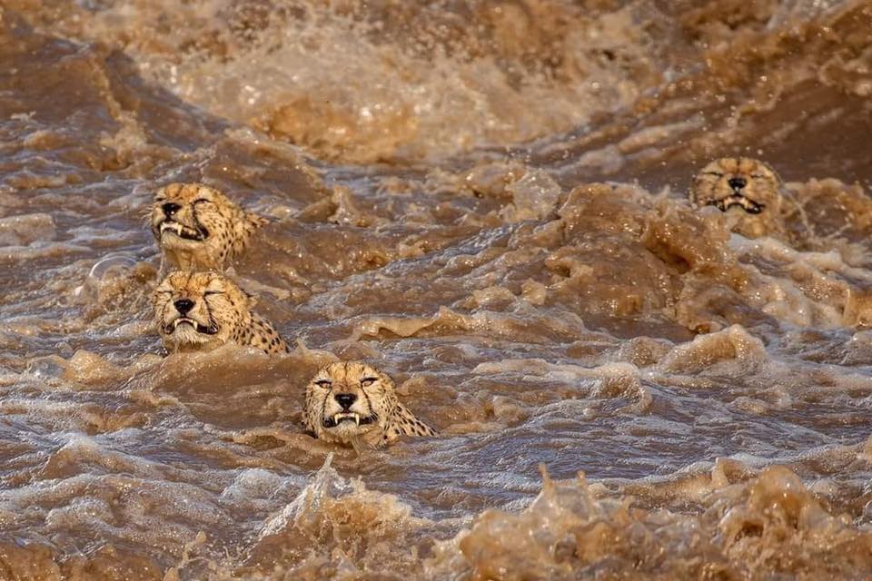 Pictures: 5 cheetah brothers swim across flooded river