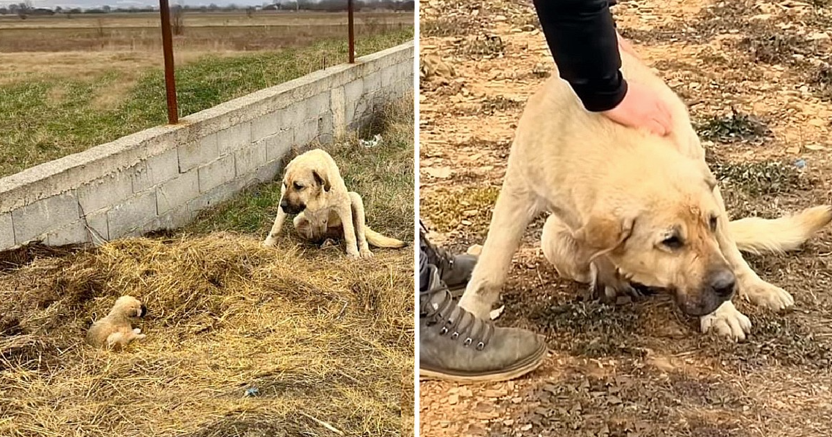 Al ser ahuyentada por todas partes, la mamá perro simplemente usó su cuerpo para proteger al único cachorro que le quedaba