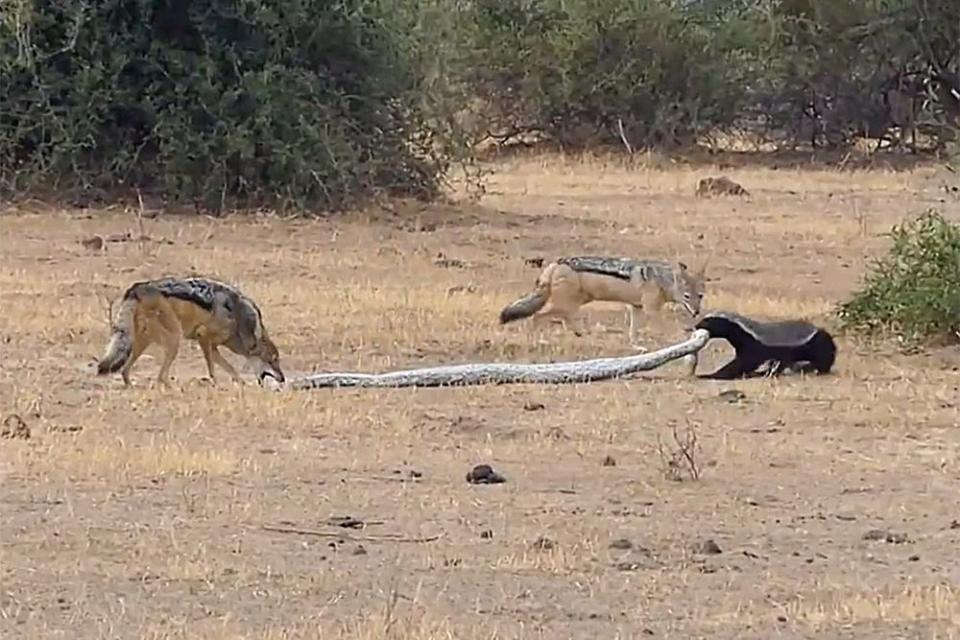 Imágenes increíbles muestran a Python, Honey Badger y un par de chacales peleando brutalmente en Botswana